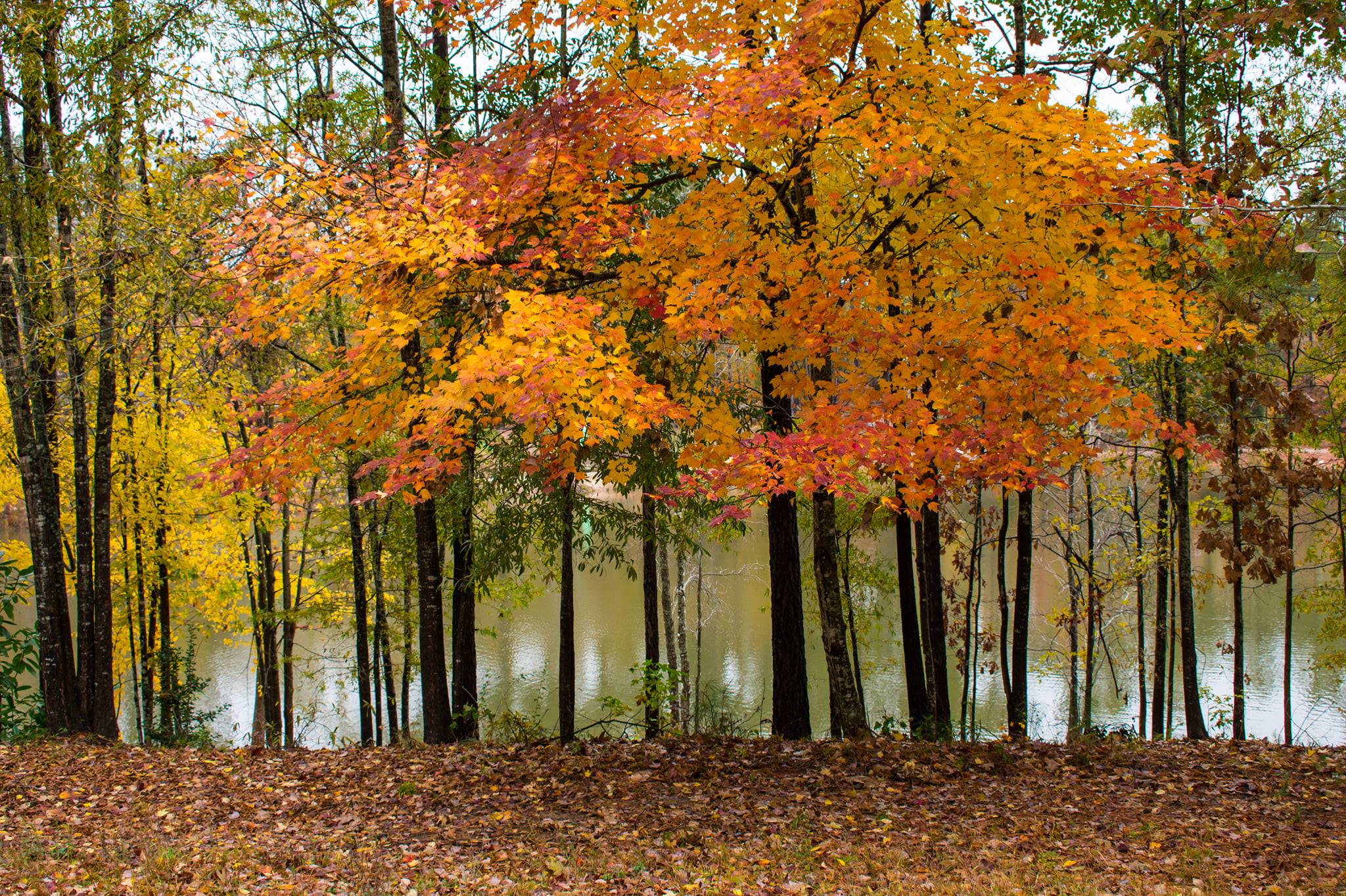 autumn in greenwood
